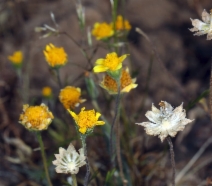 Lasthenia fremontii
