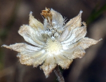 Lasthenia fremontii