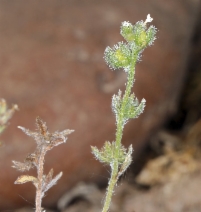 Plagiobothrys greenei