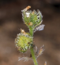 Plagiobothrys greenei