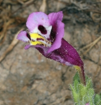 Diplacus tricolor