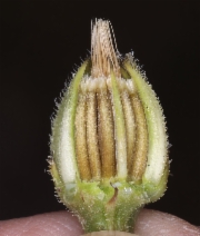Hedypnois rhagadioloides