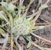 Hesperevax caulescens