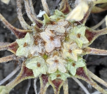 Hesperevax caulescens