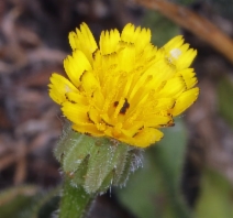 Hedypnois rhagadioloides