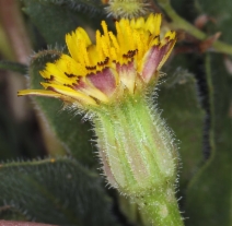 Hedypnois rhagadioloides