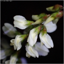 Melilotus albus