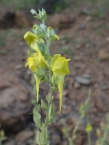 Linaria dalmatica