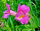 Erythranthe lewisii