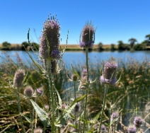 Dipsacus fullonum