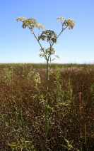 Cicuta maculata var. bolanderi