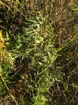 Cicuta maculata var. bolanderi