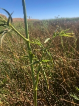 Cicuta maculata var. bolanderi