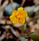 Mimulus nudatus