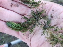 Ceratophyllum demersum