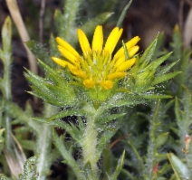 Hemizonia pungens