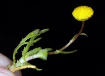 Cotula coronopifolia