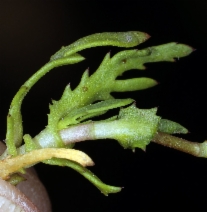 Cotula coronopifolia