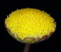 Cotula coronopifolia