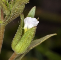 Gratiola ebracteata