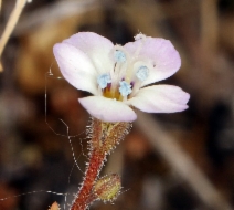 Gilia tricolor