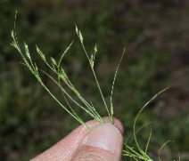 Juncus bufonius