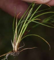 Juncus bufonius