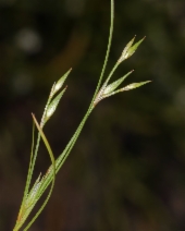Juncus bufonius