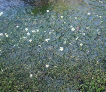 Ranunculus aquatilis var. diffusus