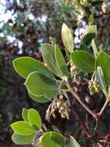 Arctostaphylos viscida ssp. mariposa