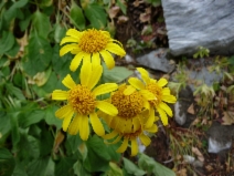 Arnica Xdiversifolia