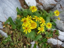 Arnica Xdiversifolia
