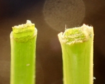 Phyllospadix torreyi