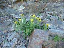 Arnica Xdiversifolia