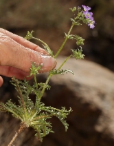 Gilia brecciarum