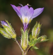 Gilia brecciarum