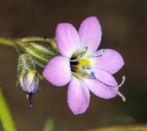 Gilia brecciarum