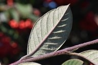 Cotoneaster lacteus