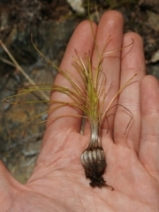 Isoetes nuttallii