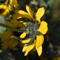 Helianthus bolanderi