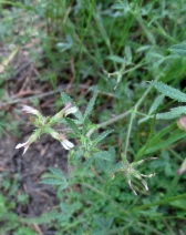 Trifolium monanthum ssp. tenerum