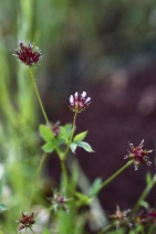 Trifolium oliganthum