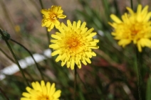 Agoseris apargioides var. apargioides