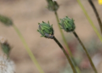Agoseris apargioides var. apargioides