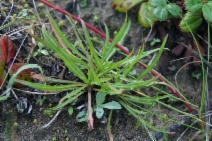 Agoseris apargioides var. apargioides