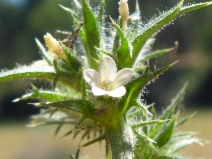 Navarretia atractyloides