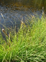 Carex lenticularis var. lipocarpa