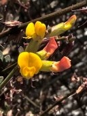 Acmispon junceus var. junceus