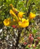 Acmispon junceus var. junceus