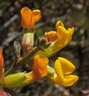 Acmispon junceus var. junceus